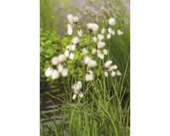 FLORASELF Veenplus Eriophorum Angustifolium Potmaat Ø 18 Cm H 20-30 Cm