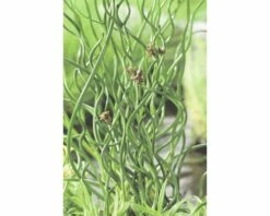 FLORASELF® Jeneverbes Juniperus 'Spirales' Potmaat Ø9 Cm