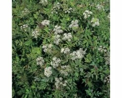 FLORASELF Watertorkruid Oenanthe Fistulosa 'Flamingo' Potmaat Ø 18 Cm H 25-40 Cm