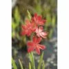 FLORASELF® Moerasgladiool Schizosylis Coccinea Rood Potmaat Ø 18 Cm -FLORASELF Verkoop DV 8 3880486 01 4c DE 20150828112309
