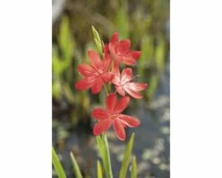 FLORASELF® Moerasgladiool Schizosylis Coccinea Rood Potmaat Ø 18 Cm