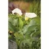 FLORASELF Aronskelk Zantedeschia Aethiopica Potmaat Ø 9 Cm H 15-25 Cm