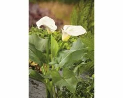 FLORASELF Aronskelk Zantedeschia Aethiopica Potmaat Ø 9 Cm H 15-25 Cm