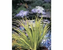 FLORASELF® Kalmoes Acorus Gramineus 'Ogon' Potmaat Ø 18 Cm