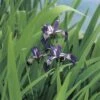 FLORASELF® Amerikaanse Iris Iris Versicolor Blauw Potmaat Ø 18 Cm