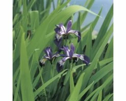 FLORASELF® Amerikaanse Iris Iris Versicolor Blauw Potmaat Ø 18 Cm