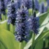 FLORASELF® Snoekkruid Pontederia Cordata Blauw Potmaat Ø 18 Cm -FLORASELF Verkoop DV 8 3880502 01 4c DE 20220228141658