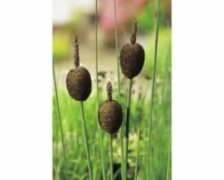 FLORASELF® Dwerglisdodde Typha Minima Bruin Potmaat Ø 18 Cm