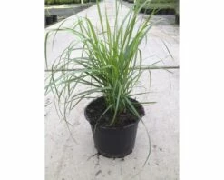 FLORASELF Pluimstruisriet Calamagrostis X Acutiflora 'Karl Foerster' Potmaat Ø 19 Cm H 10-60 Cm 6 FLORASELF Pluimstruisriet Calamagrostis X Acutiflora 'Karl Foerster' Potmaat Ø 19 Cm H 10-60 Cm -FLORASELF Verkoop DV 8 3882508 01 4c DE 20210111094757