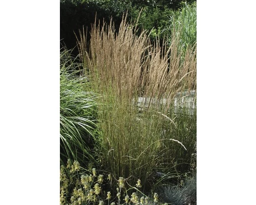FLORASELF Pluimstruisriet Calamagrostis X Acutiflora 'Karl Foerster' Potmaat Ø 19 Cm H 10-60 Cm 3 FLORASELF Pluimstruisriet Calamagrostis X Acutiflora 'Karl Foerster' Potmaat Ø 19 Cm H 10-60 Cm