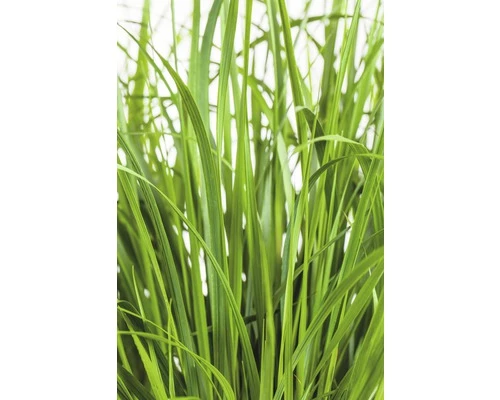 FLORASELF Pluimstruisriet Calamagrostis X Acutiflora 'Karl Foerster' Potmaat Ø 19 Cm H 10-60 Cm 5 FLORASELF Pluimstruisriet Calamagrostis X Acutiflora 'Karl Foerster' Potmaat Ø 19 Cm H 10-60 Cm - Afbeelding 3