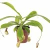 FLORASELF Nepenthes Alata Ø9 Cm H20 Cm -FLORASELF Verkoop DV 8 3883958 01 4c RO 20190124141753