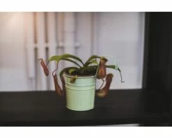 FLORASELF Nepenthes Alata Ø9 Cm H20 Cm -FLORASELF Verkoop DV 8 3883958 02 4c DE 20210212141652