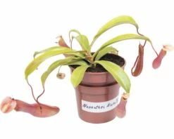 FLORASELF Nepenthes Alata Ø9 Cm H20 Cm -FLORASELF Verkoop DV 8 3883958 04 4c DE 20190124141753