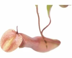 FLORASELF Nepenthes Alata Ø9 Cm H20 Cm -FLORASELF Verkoop DV 8 3883958 05 4c DE 20190124141753