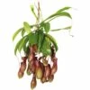 FLORASELF Nepenthes Alata Hang Ø14 Cm H60 Cm -FLORASELF Verkoop DV 8 3883959 01 4c DE 20210212141651