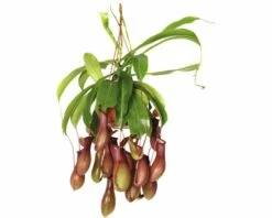 FLORASELF Nepenthes Alata Hang Ø14 Cm H60 Cm