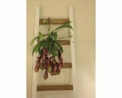 FLORASELF Nepenthes Alata Hang Ø14 Cm H60 Cm -FLORASELF Verkoop DV 8 3883959 03 4c DE 20210212141652