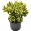 FLORASELF® Kardinaalshoed Euonymus Japonicus Potmaat Ø 23 Cm -FLORASELF Verkoop DV 8 3885651 01 4c DE 20210303131659