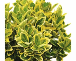 FLORASELF® Kardinaalshoed Euonymus Japonicus Potmaat Ø 23 Cm -FLORASELF Verkoop DV 8 3885651 02 4c RO 20210610094755