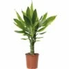 FLORASELF Drakenbloedboom Dracaena Fragrans 'Golden Coast' Potmaat Ø 11.0 Cm H 40-50 Cm -FLORASELF Verkoop DV 8 3893205 02 4c DE 20151103183013