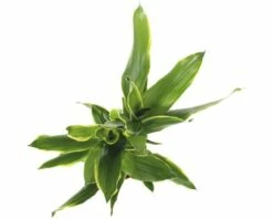 FLORASELF Drakenbloedboom Dracaena Fragrans 'Golden Coast' Potmaat Ø 11.0 Cm H 40-50 Cm -FLORASELF Verkoop DV 8 3893205 04 4c DE 20151103185515