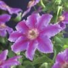 FLORASELF Klimplant Clematis Dr. Ruppel 2,3 L 53-70 Cm Roze 2 FLORASELF Klimplant Clematis Dr. Ruppel 2,3 L 53-70 Cm Roze -FLORASELF Verkoop DV 8 3897885 01 4c DE 20210625091656