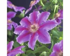 FLORASELF Klimplant Clematis Dr. Ruppel 2,3 L 53-70 Cm Roze