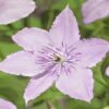 FLORASELF® Bosrank Clematis 'hagley Hybrid' Potmaat Ø16 Cm -FLORASELF Verkoop DV 8 3897890 02 4c DE 20210329101652