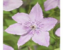 FLORASELF® Bosrank Clematis 'hagley Hybrid' Potmaat Ø16 Cm