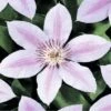 FLORASELF® Bosrank Clematis 'john Paul Ii' Potmaat Ø15 Cm -FLORASELF Verkoop DV 8 3897892 03 4c DE 20210329101652