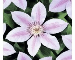 FLORASELF® Bosrank Clematis 'john Paul Ii' Potmaat Ø15 Cm