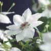 FLORASELF Klimplant Clematis Miss Bateman 2,3 L Wit 53-70 Cm Wit -FLORASELF Verkoop DV 8 3897896 01 4c DE 20210625091656
