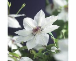 FLORASELF Klimplant Clematis Miss Bateman 2,3 L Wit 53-70 Cm Wit