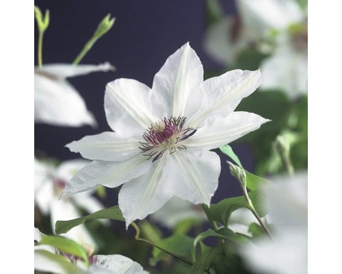 FLORASELF Klimplant Clematis Miss Bateman 2,3 L Wit 53-70 Cm Wit 3 FLORASELF Klimplant Clematis Miss Bateman 2,3 L Wit 53-70 Cm Wit