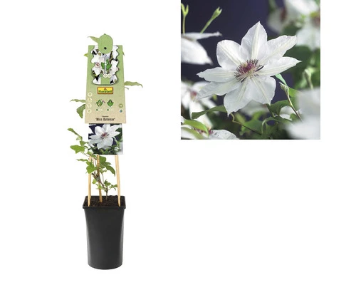 FLORASELF Klimplant Clematis Miss Bateman 2,3 L Wit 53-70 Cm Wit 4 FLORASELF Klimplant Clematis Miss Bateman 2,3 L Wit 53-70 Cm Wit - Afbeelding 2