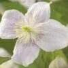 FLORASELF® Clematis Montana 'Matleen'® Ø16 Cm Roze 2 FLORASELF® Clematis Montana 'Matleen'® Ø16 Cm Roze -FLORASELF Verkoop DV 8 3897917 02 4c DE 20210329094759