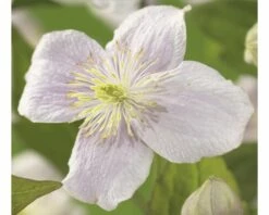 FLORASELF® Clematis Montana 'Matleen'® Ø16 Cm Roze