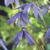 FLORASELF® Klimplant Clematis Alpina 2,3 L 53-70 Cm Blauw 2 FLORASELF® Klimplant Clematis Alpina 2,3 L 53-70 Cm Blauw -FLORASELF Verkoop DV 8 3897919 01 4c DE 20210329094759
