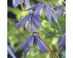 FLORASELF® Klimplant Clematis Alpina 2,3 L 53-70 Cm Blauw