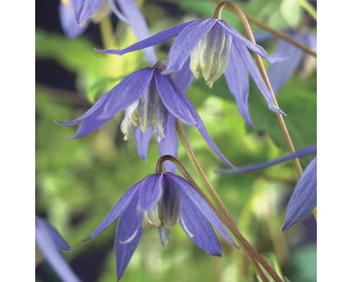 FLORASELF® Klimplant Clematis Alpina 2,3 L 53-70 Cm Blauw 3 FLORASELF® Klimplant Clematis Alpina 2,3 L 53-70 Cm Blauw