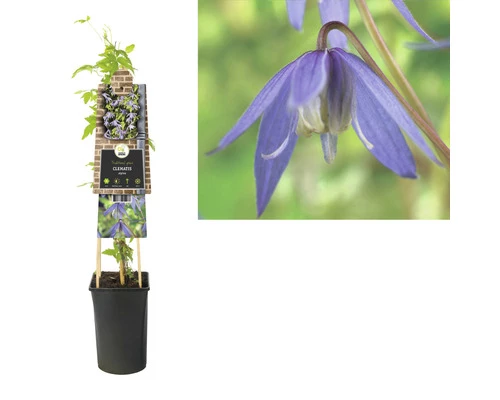 FLORASELF® Klimplant Clematis Alpina 2,3 L 53-70 Cm Blauw 4 FLORASELF® Klimplant Clematis Alpina 2,3 L 53-70 Cm Blauw - Afbeelding 2