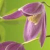 FLORASELF Bosrank Clematis Alpina 'Ruby' Potmaat Ø 16.0 Cm H 50-70 Cm -FLORASELF Verkoop DV 8 3897920 03 4c DE 20210329094759