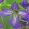 FLORASELF® Bosrank Clematis 'viticella' Potmaat Ø16 Cm -FLORASELF Verkoop DV 8 3897929 02 4c DE 20210329094759