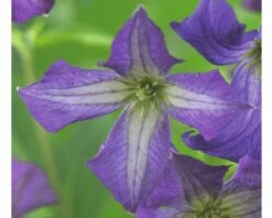 FLORASELF® Bosrank Clematis 'viticella' Potmaat Ø16 Cm