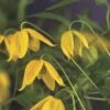 FLORASELF Klimplant Clematis Tangutica 2,3 L 53-70 Cm Geel -FLORASELF Verkoop DV 8 3897933 01 4c DE 20210329094759
