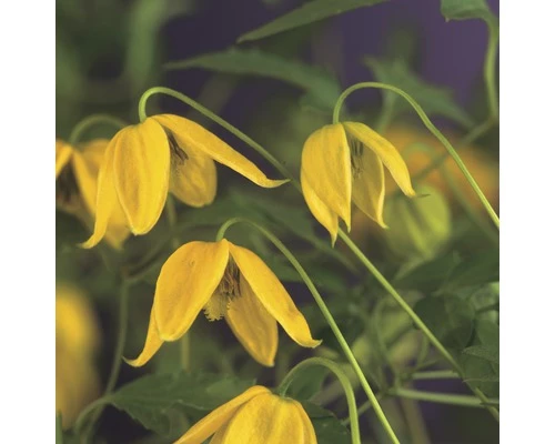 FLORASELF Klimplant Clematis Tangutica 2,3 L 53-70 Cm Geel 3 FLORASELF Klimplant Clematis Tangutica 2,3 L 53-70 Cm Geel