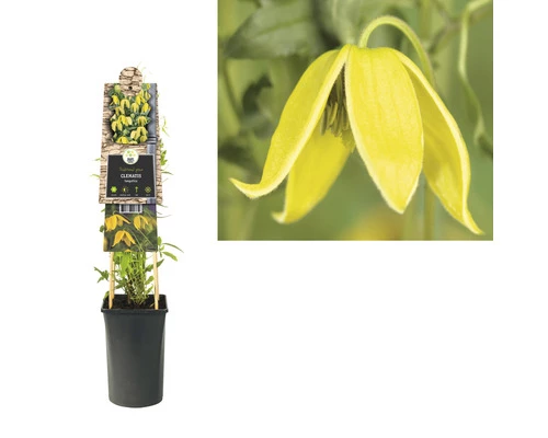 FLORASELF Klimplant Clematis Tangutica 2,3 L 53-70 Cm Geel 4 FLORASELF Klimplant Clematis Tangutica 2,3 L 53-70 Cm Geel - Afbeelding 2
