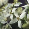 FLORASELF Klimplant Clematis Armandii 2,3 L 53-70 Cm Wit -FLORASELF Verkoop DV 8 3897934 01 4c DE 20170606133549