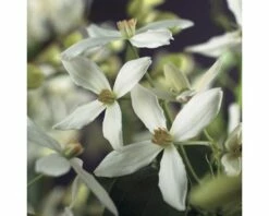 FLORASELF Klimplant Clematis Armandii 2,3 L 53-70 Cm Wit